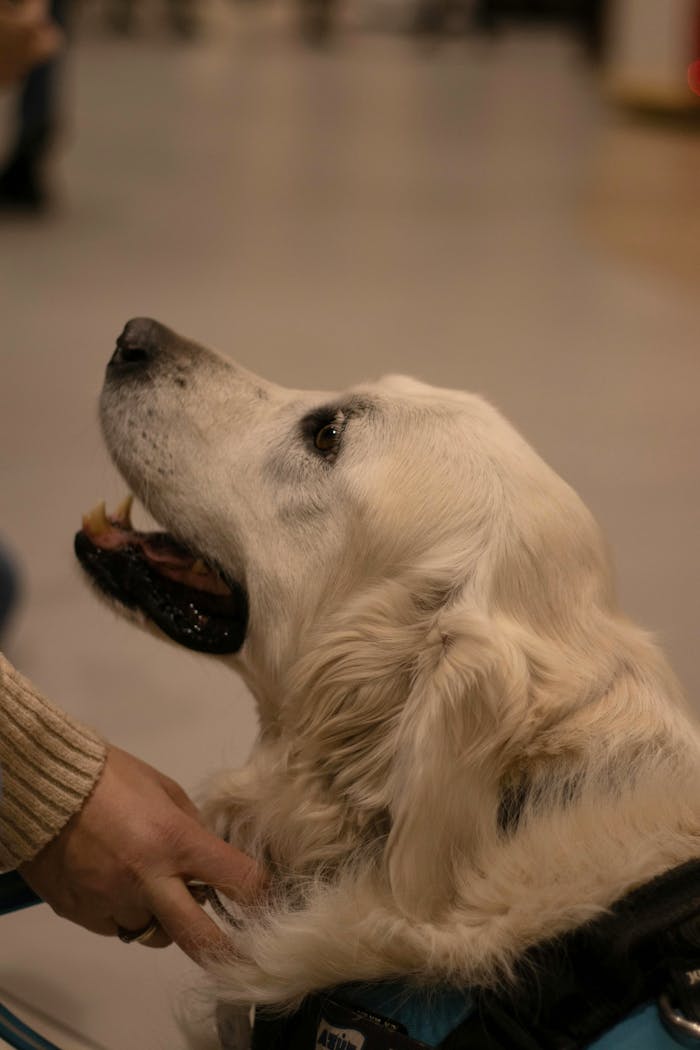 Golden Retriever therapy dog indoors showing calm demeanor.